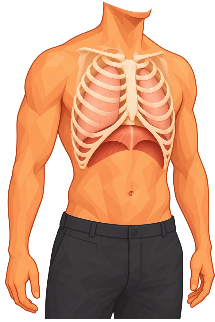 Buste avec cage thoracique, poumons et diaphragme schématiques